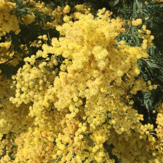 Acacia