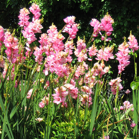 African Cornlily