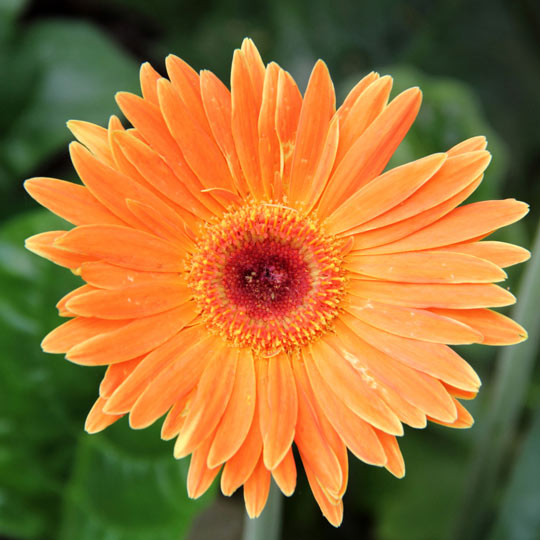 African Daisy