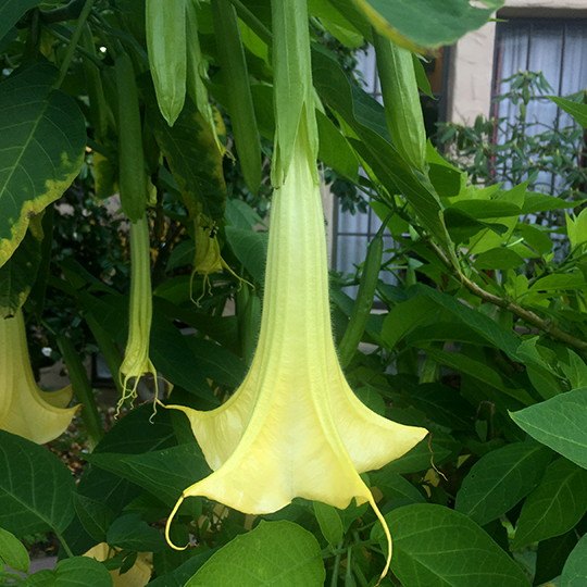 Angel’s Trumpet