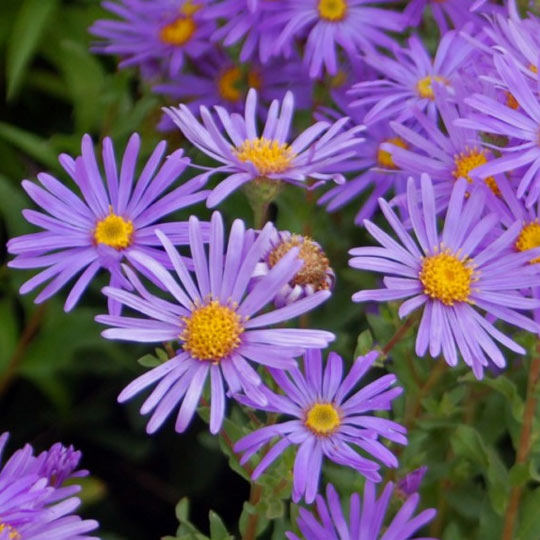 Aster