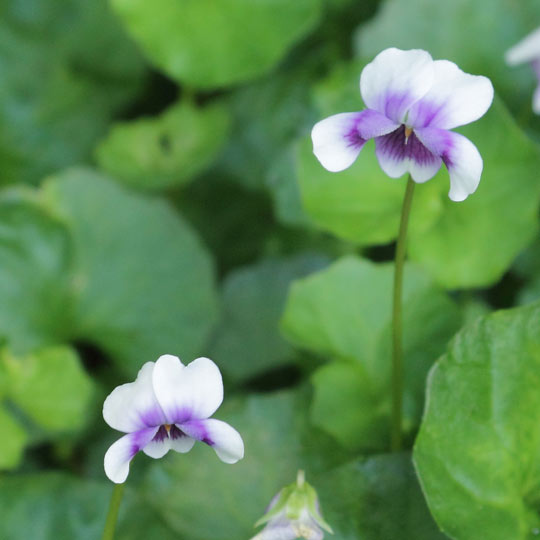 Australian Violet