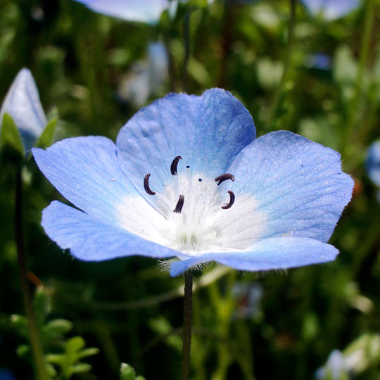 Baby Blue Eyes