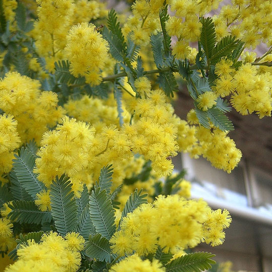 Bailey’s Acacia