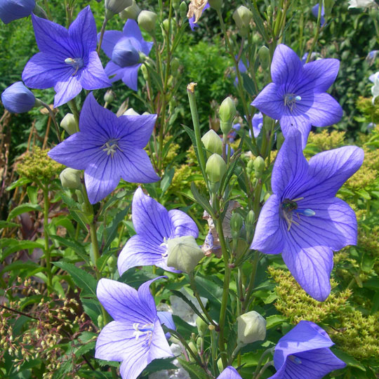 Balloon Flower