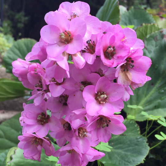 Bergenia