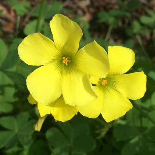 Bermuda Buttercup