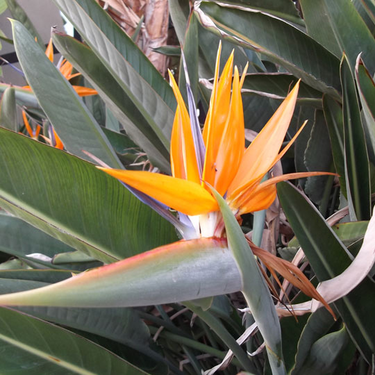 Bird of Paradise