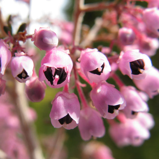 Black Eyed Heather