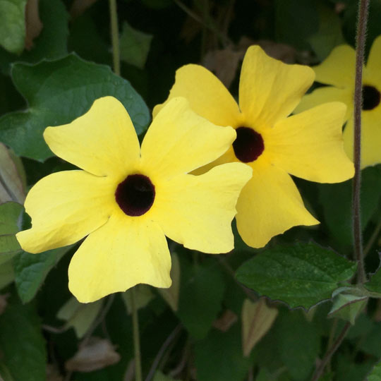 Black Eyed Susan Vine