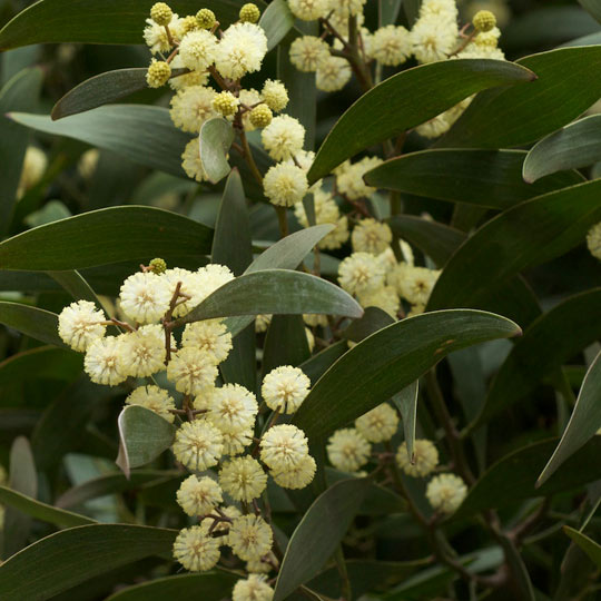 Blackwood Acacia