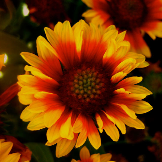 Blanket Flower