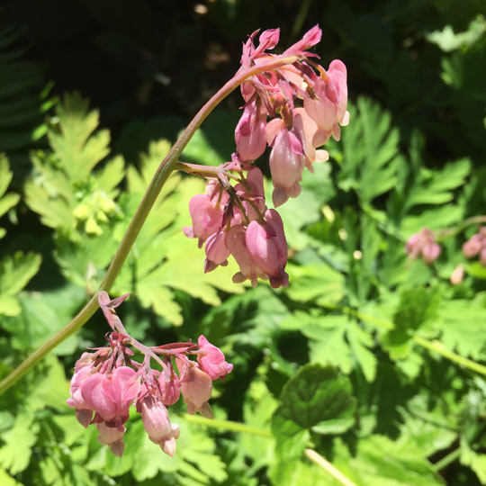 Bleeding Heart