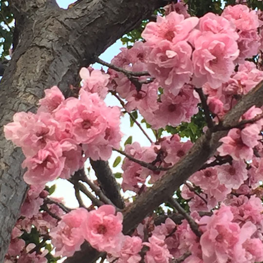 Blirieana Flowering Plum