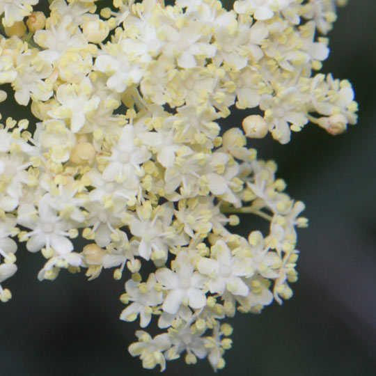 Blue Elderberry