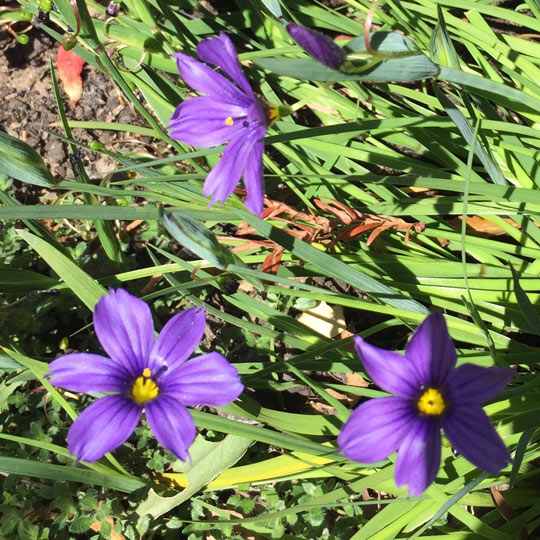 Blue Eyed Grass