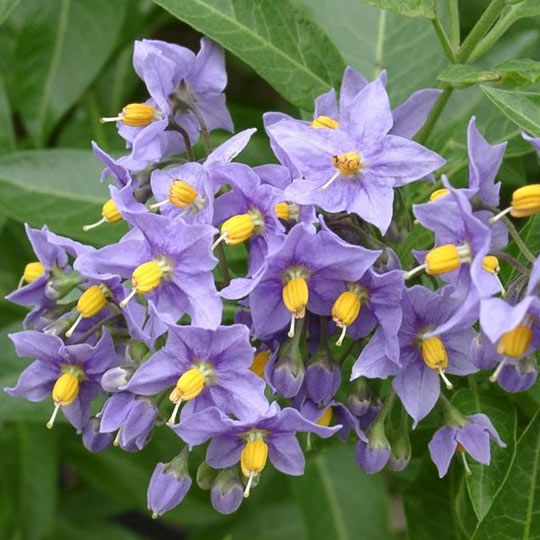 Blue Solanum