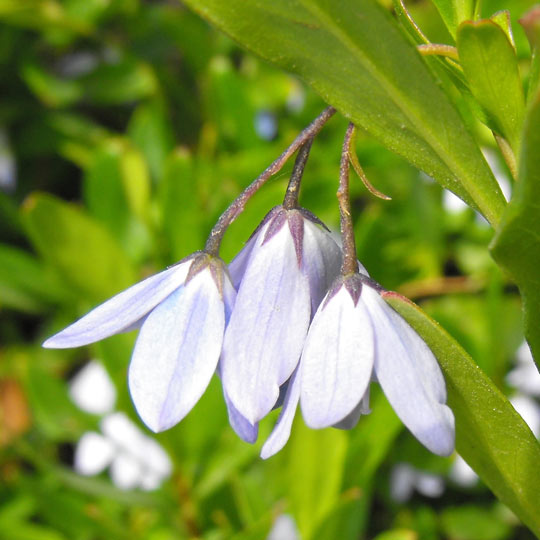 Bluebell Creeper