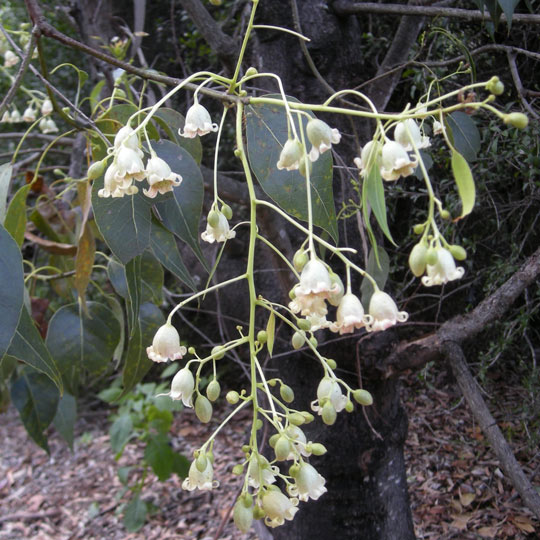 Bottle Tree