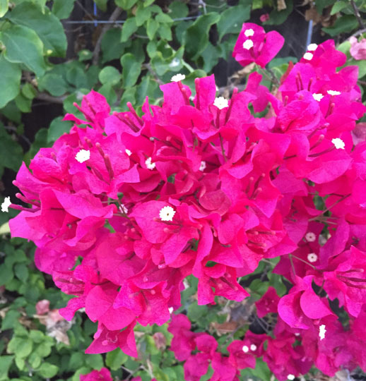 Bougainvillea