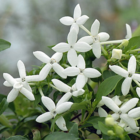 Bouvardia Longiflora