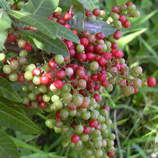 Brazilian Pepper