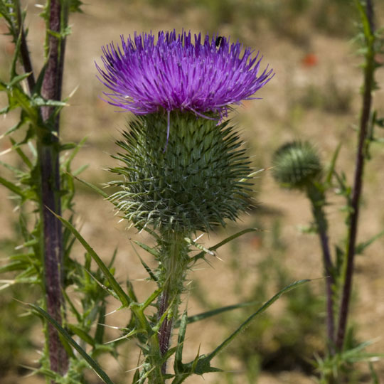 Bull-Thistle Glory