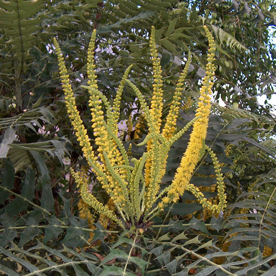 Burmese Mahonia