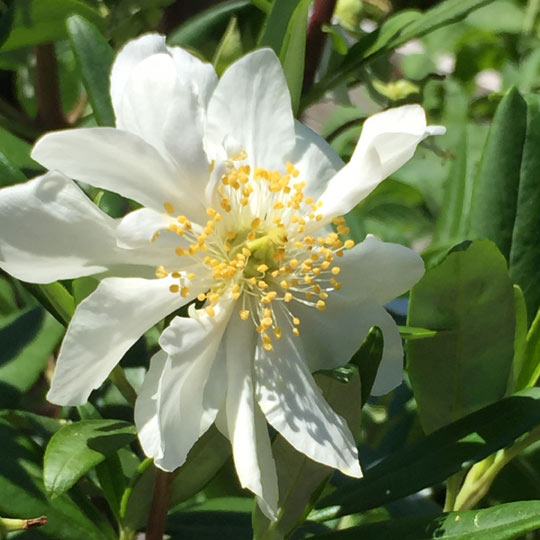 Bush Anemone