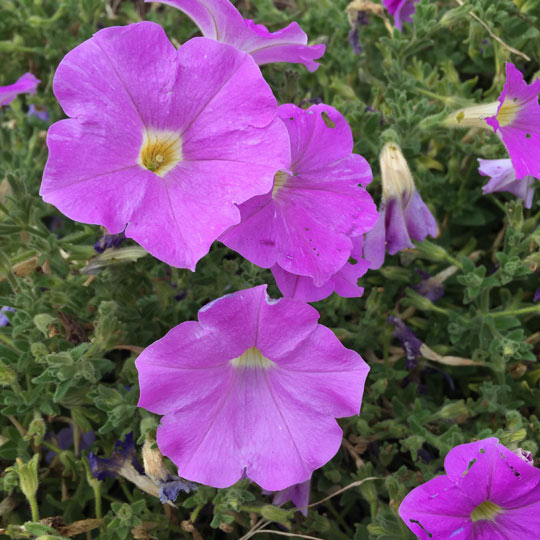 Bush Morning Glory