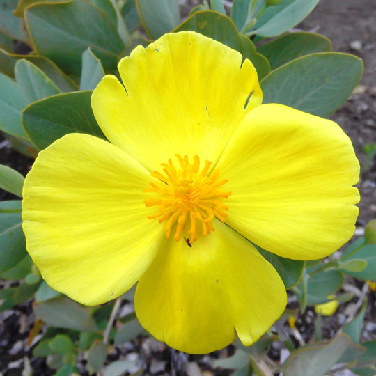 Bush Poppy