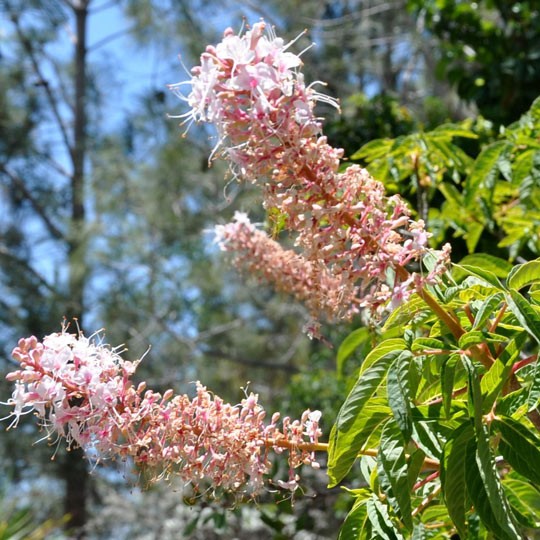 California Buckeye