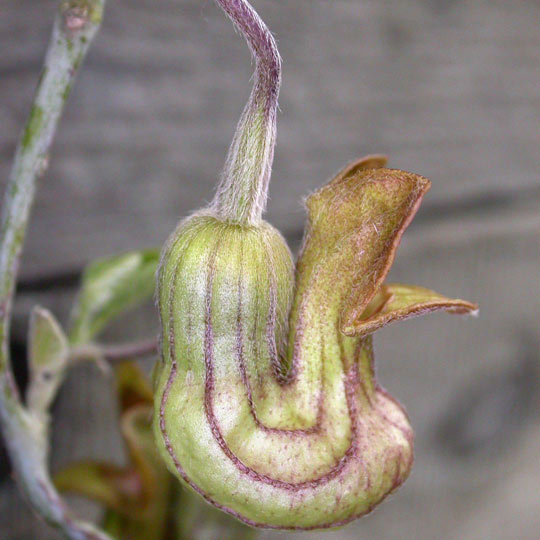 California Dutchman’s Pipe