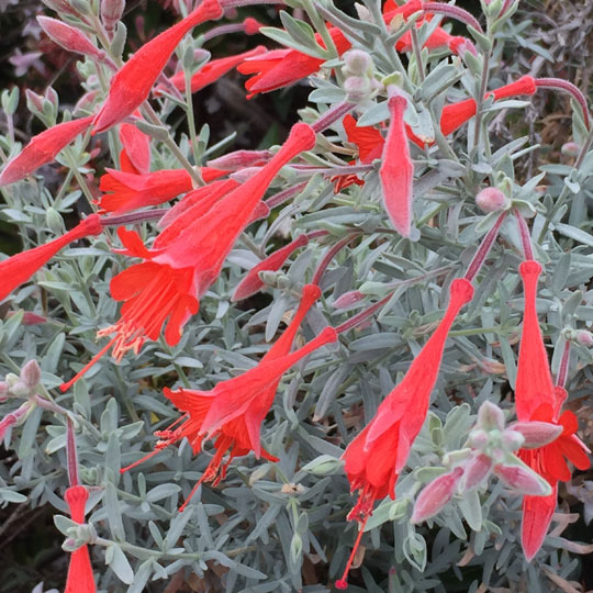 California Fuchsia