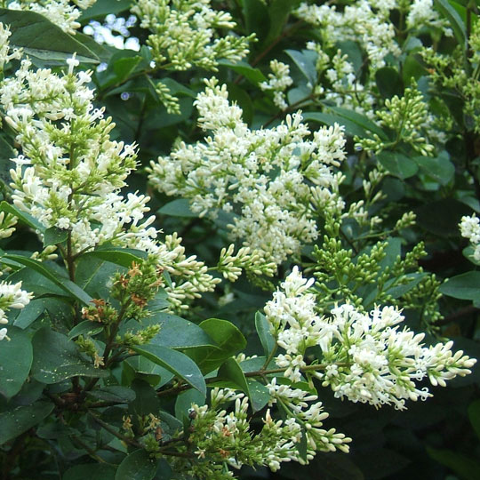 California Privet