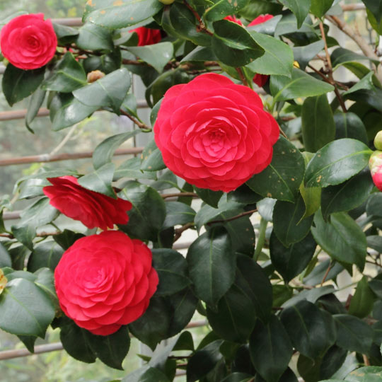 Camellia Japonica