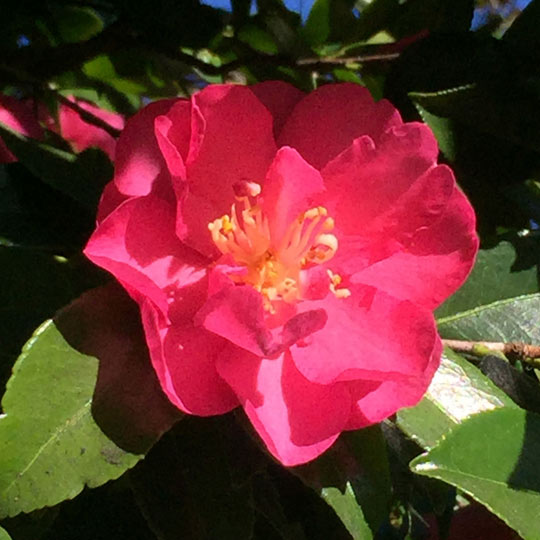 Camellia Sasanqua