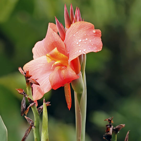 Canna Hybrids