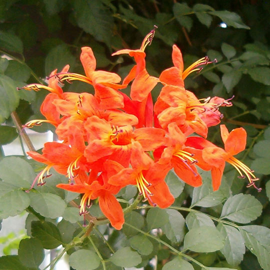 Cape Honeysuckle