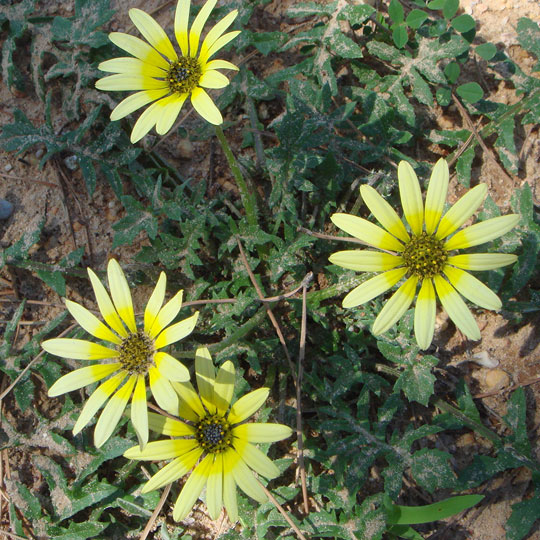 Cape Weed