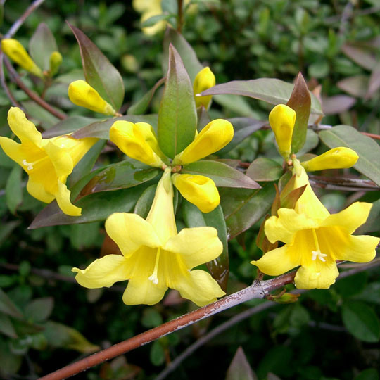 Carolina Jessamine