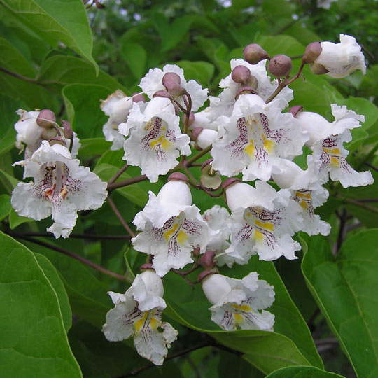 Catalpa