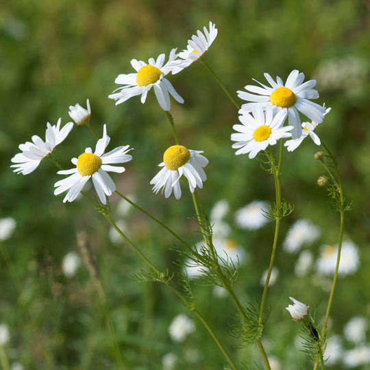 Chamomile