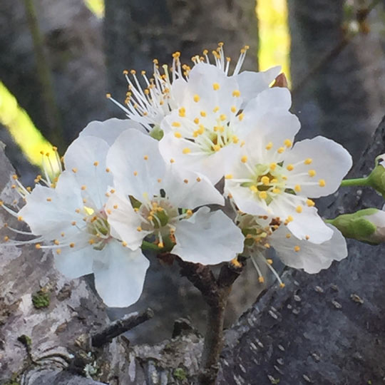 Cherry Plum