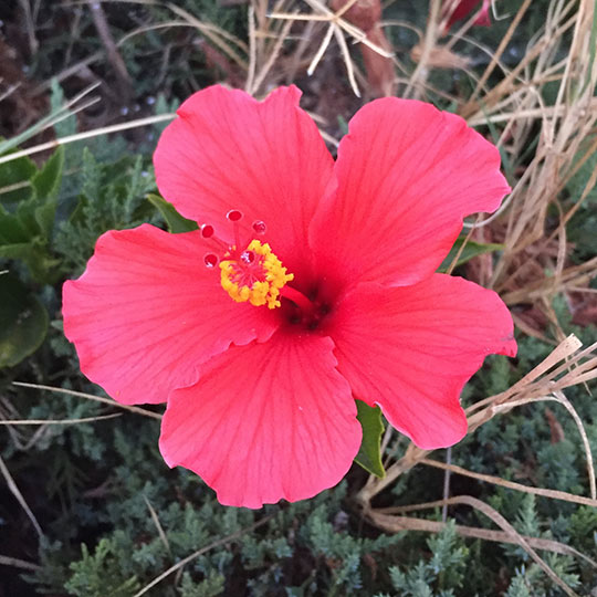 Chinese Hibiscus