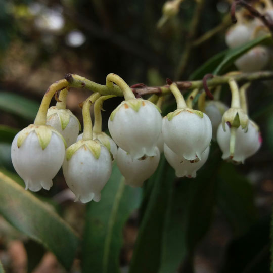 Chinese Pieris