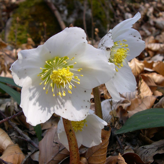 Christmas Rose