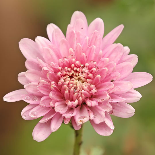 Chrysanthemum