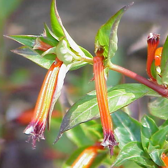 Cigar Plant