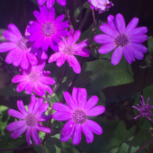 Cineraria